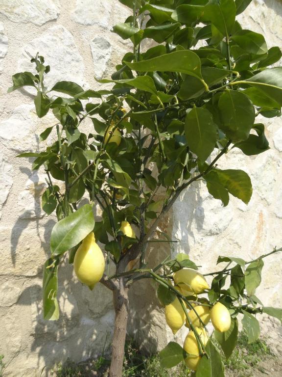 Les 4 Elements Bed & Breakfast Tourrettes-sur-Loup Eksteriør bilde